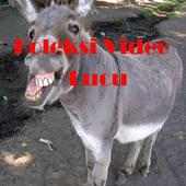 Funny Videos Collections