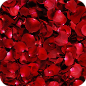 Rose Petals Live Wallpaper icon