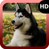 Malamute Dog Wallpaper icon