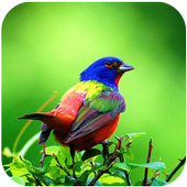 Bird Sounds Ringtone icon