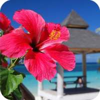 Hibiscus Flower Wallpaper Best 4K on 9Apps