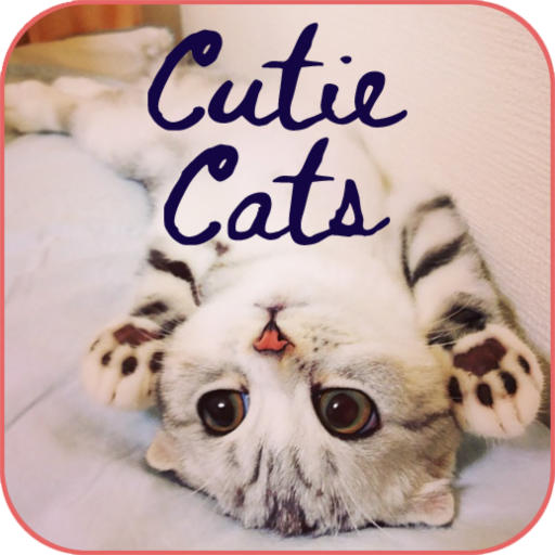 Cutie Cat Wallpaper icon