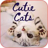 Cutie Cat Wallpaper on 9Apps