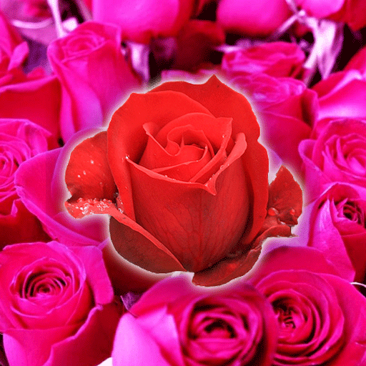 Rose Wallpaper HD icon