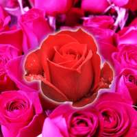 Rose Wallpaper HD
