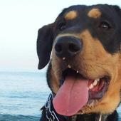 Silbato para perros icon