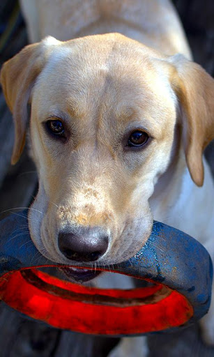 Labrador Wallpaper screenshot 1
