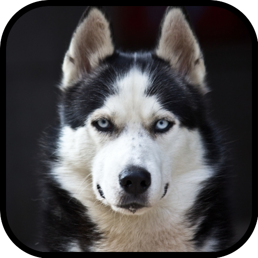 Husky Dog Wallpaper أيقونة