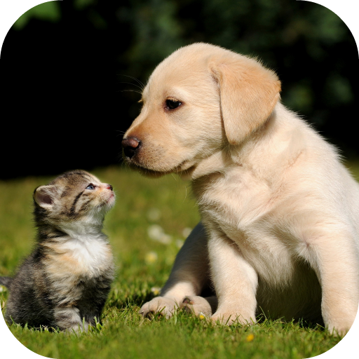 Labrador Live Wallpaper FREE icon