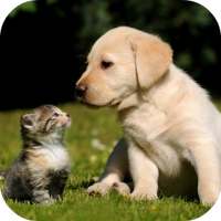 Labrador Live Wallpaper FREE