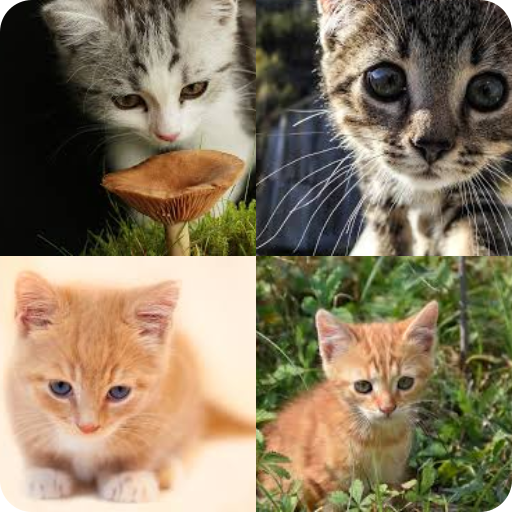 Tebak Gambar Baru أيقونة