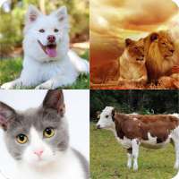 Animals Quiz