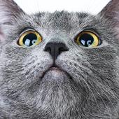 Free Cat Sounds App icon