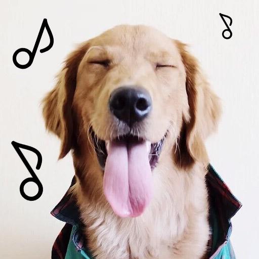 Sounds Dogs Love - Play with your Dog -  Dogify icon