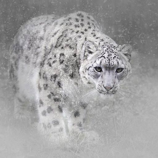 Snow Leopard Hd Wallpaper icon