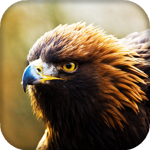Eagle Live Wallpaper : 7fon &amp; LWP icon
