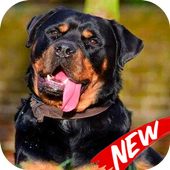 Wallpaper Rottweiler icon
