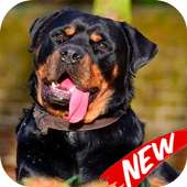 Wallpaper Rottweiler on 9Apps
