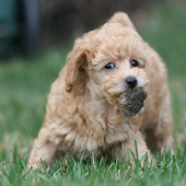 Poodle dog and puppy puzzles icon