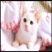 Cat Wallpaper HD icon