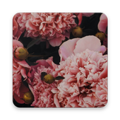 Natural Flower Wallpaper icon