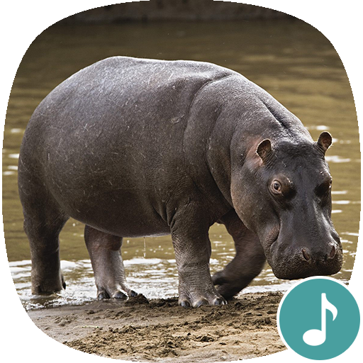 Appp.io - Hippo sounds icon