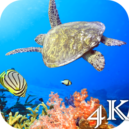 Turtle 4K Live Wallpaper icon