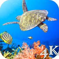 Turtle 4K Live Wallpaper on 9Apps