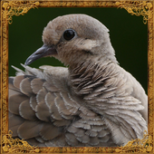 Turtledove Sounds icon