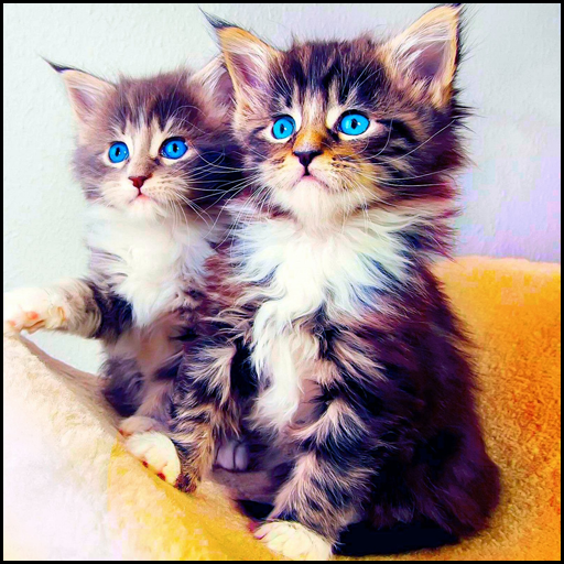 Cat Wallpapers HD icon