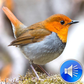 Robin Bird Sounds Ringtones icon