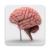 Human Brain icon