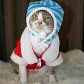 Cute Cats Clothes Puzzle