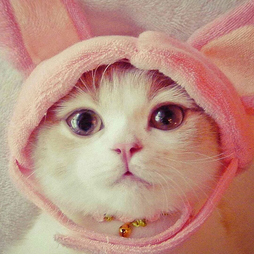 Cute Kitten Wallpaper icon