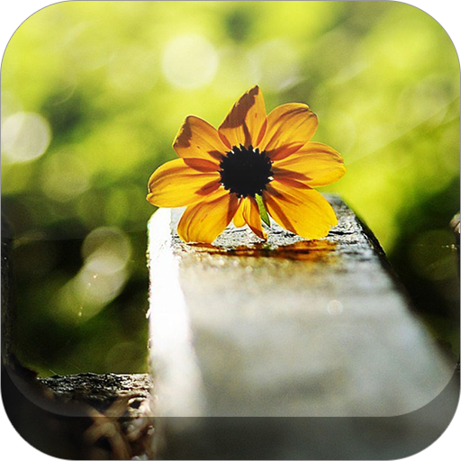 Flowers HD live Wallpapers icon