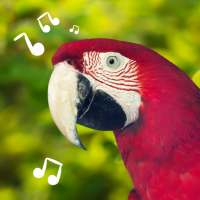 Suoni degli uccelli: suonerie gratuite per uccelli