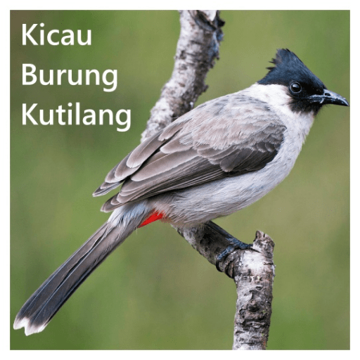 Kicau Burung Kutilang Offline icon