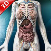 Human anatomy 3D : Organs and Bones on 9Apps