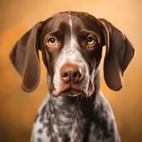 Greman  Shorthaired  Pointer