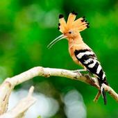 The Hoopoe Bird Wallpapers HD icon
