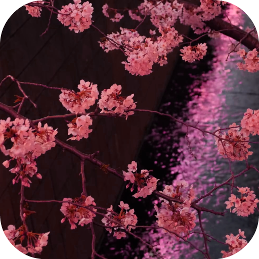 Japanese Sakura Garden Video Wallpapers Gallery icon