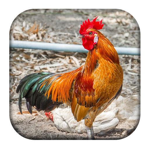 Red Junglefowl Female Sounds icon