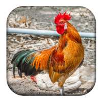 Red Junglefowl Female Sounds on 9Apps