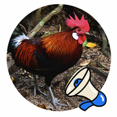 Gallus icon