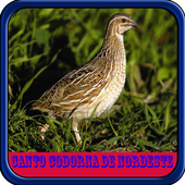 Canto Codorna de Nordeste Offline icon