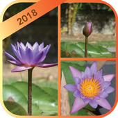 صانع الكولاج و ScrapBook أيقونة