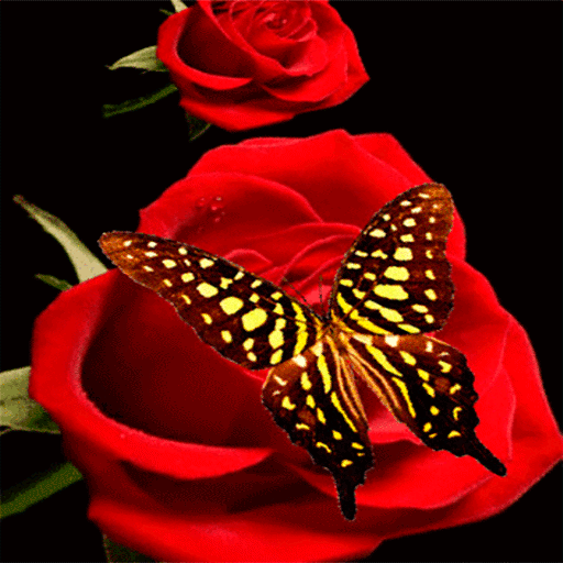Red Roses Butterfly LWP icon