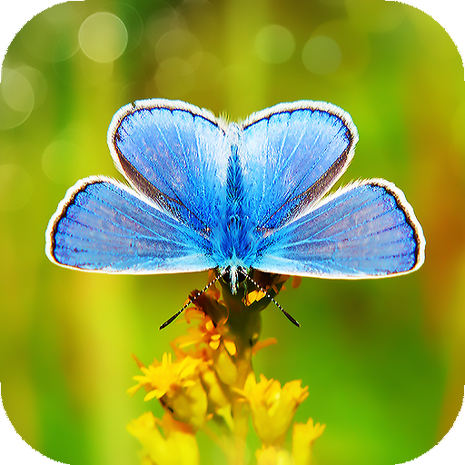 Butterfly Wallpapers HD &amp; 4k Backgrounds icon
