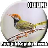 Suara Burung Prenjak Kepala Merah on 9Apps