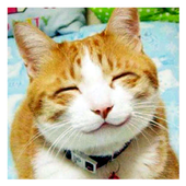 Funny Animals  Images icon